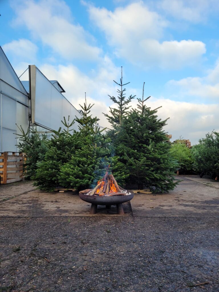 "Creëer een feestelijke sfeer met een kerstboom van Kerstbomen Hoogstraten."