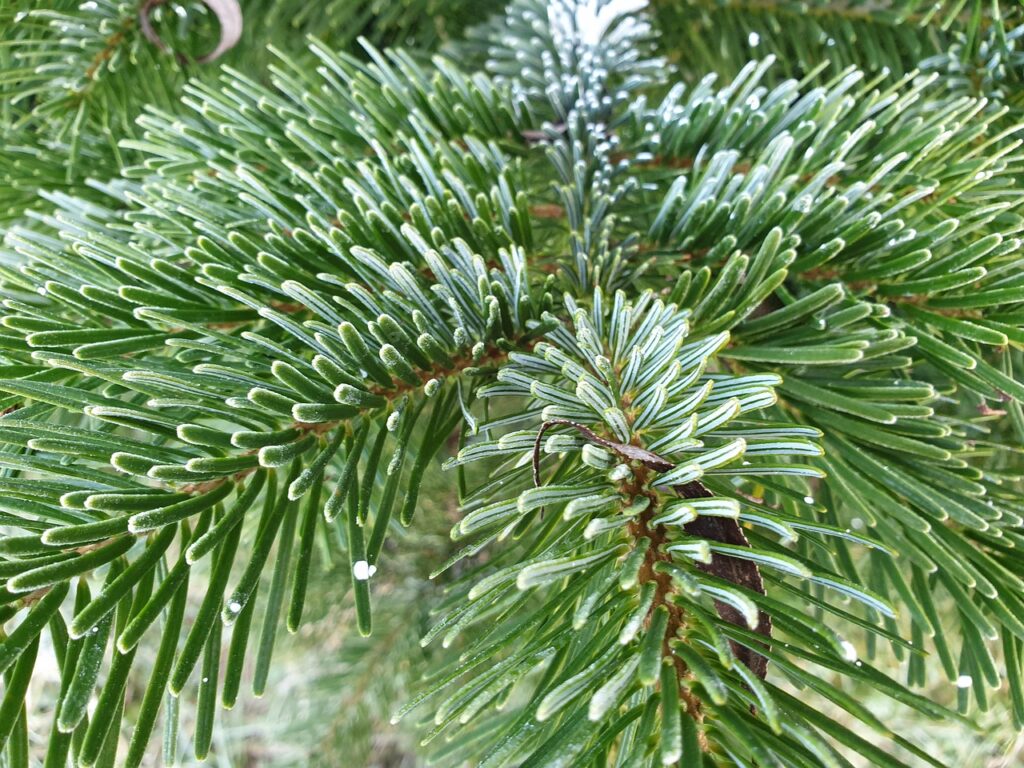 "Frisse groene kerstboom, ideaal voor jouw kerstdecoratie."