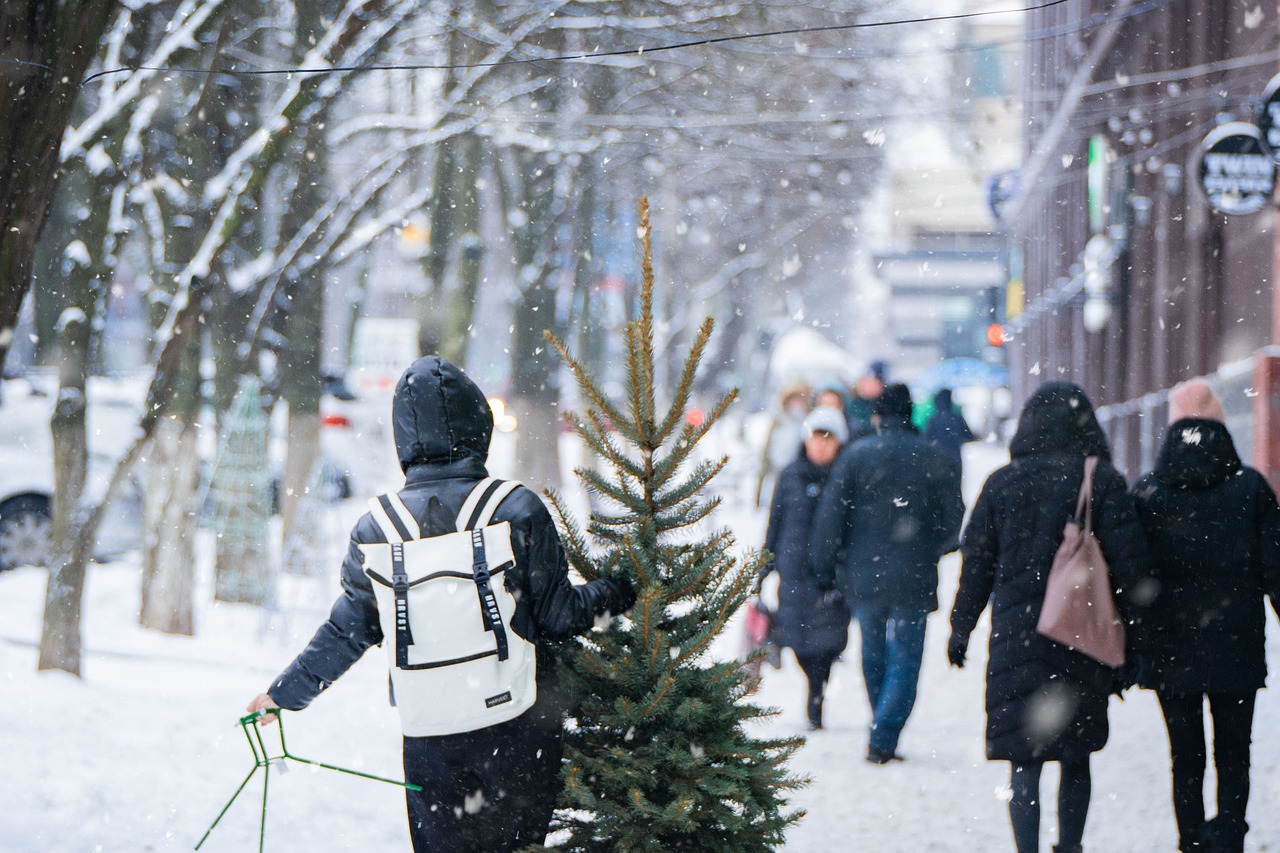 Kerstbomen kopen gemeente Hoogstraten