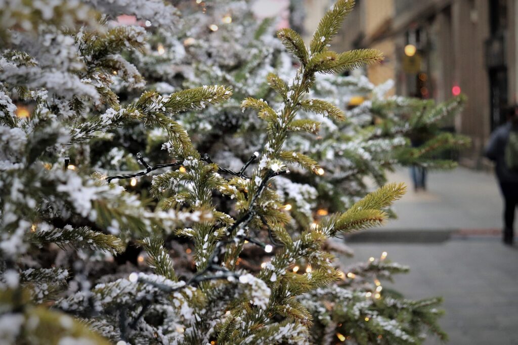 "De mooiste kerstbomen van Hoogstraten voor een magische kerst."